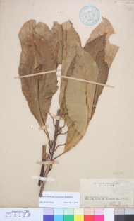 Specimen thumbnail